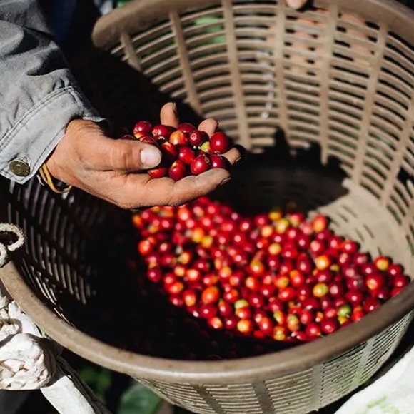 Starbucks 2019 Cherry Coffee Bean Tree Limited Edition Reusable Cup - Picture 8 of 10